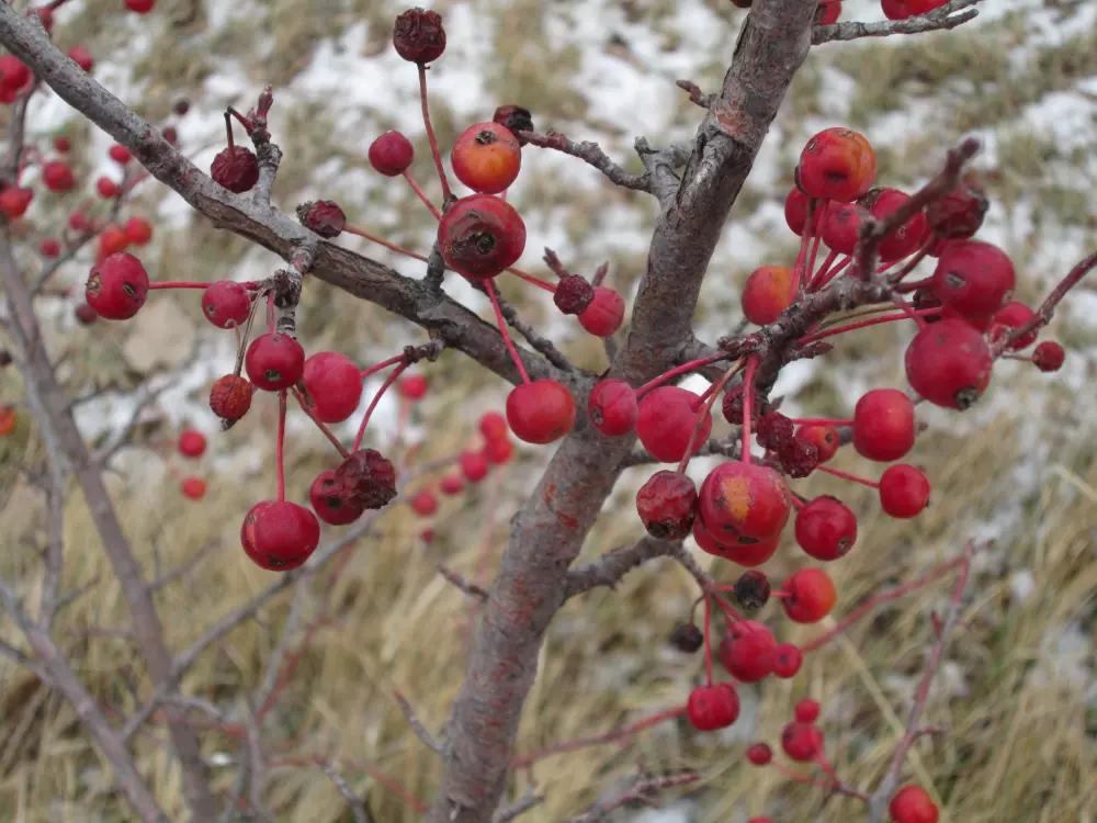 Tree pruning workshop